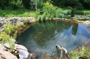 piscine-naturelle