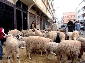 Prix de mouton en Algérie 2010: Aid Al Adha avec la hausse de prix